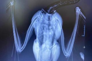 Zwyrodnialcy strzelają do bocianów [GALERIA}