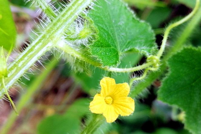 Ogórek kiwano