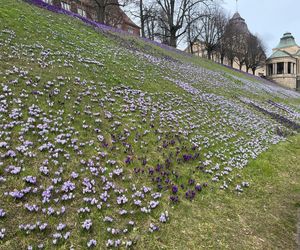 Krokusy na Wałach Chrobrego