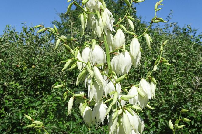 Znajoma z Castoramy powiedziała mi, jak nawozić jukę bez wydawania pieniędzy. Ten odżywczy napar sprawi, że juka eksploduje zielenią