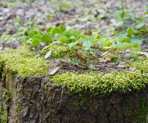 Leży w pobliżu centrum Olsztyna i wygląda bajecznie wiosną. Zobacz piękny rezerwat Mszar [ZDJĘCIA]