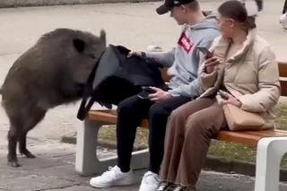 Dzik z Gdyni merda ogonkiem jak piesek. Nagranie z TikToka hitem internetu [ZDJĘCIA]