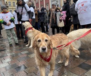 Golden Retriever WOŚP w Poznaniu