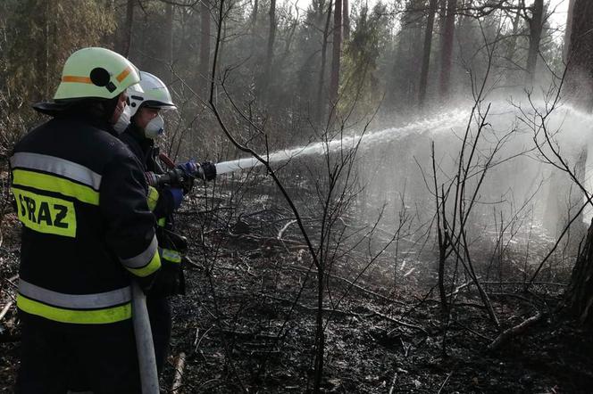 Wysokie zagrożenia pożarami w lasach! Leśnicy apelują!