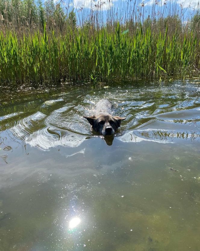Pamiętacie Figę? Skrajnie zaniedbana suczka nie wróci do swoich właścicieli