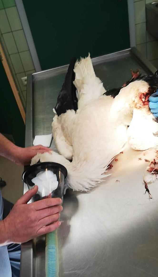 Operacja bociana Zuzi w Przemyślu