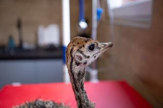  Struś Tadzio na rehabilitacji w przemyskiej lecznicy [GALERIA]	