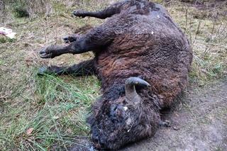 Ktoś zastrzelił młodego żubra. Zwierzę konało w ogromnych męczarniach 