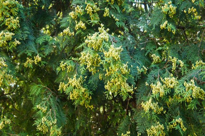 Żywotnik zachodni ‘Holmstrup’ - Thuja occidentalis ‘Holmstrup’
