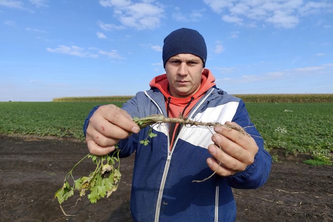 Rolnicy oszukani na nasionach