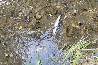 Południe Polski powtórzy historię Odry? W ciągu kilkudziesięciu dni wymarło pięć rzek