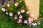 Dipladenia, mandevilla