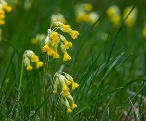 Działa moczopędnie, przeciwzapalnie, wykrztuśnie i uspokajająco. Młode liście dodaj do sałatki, z kwiatów zrób nalewkę 