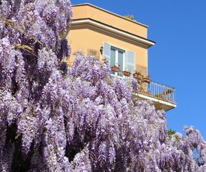 Wisteria