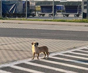 Nietypowy pracownik Katowice Airport. Pies błąkał się po lotnisku. Złapał go emerytowany policjant