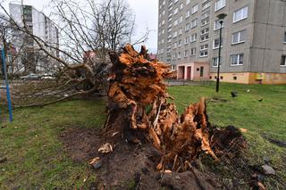 Orkan Sabina nad Polską. Jaka będzie pogoda w nocy i nad ranem? [RELACJA, ZDJĘCIA] 