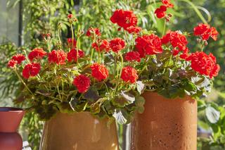 Deszcz zalewa pelargonie? Sprawdź, jak uratować zalane pelargonie