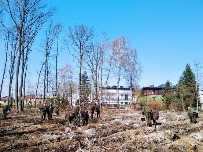 Katowice: Leśnicy sadzą na Muchowcu nowe drzewa [ZDJĘCIA, AUDIO]