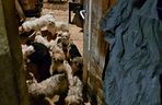 Koszmar w nielegalnej hodowli psów. Prawie 40 zwierząt w skandalicznych warunkach!