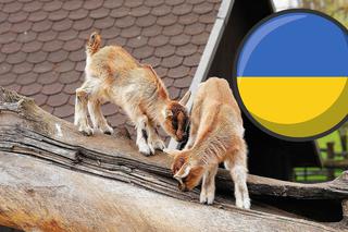 Warszawskie ZOO zbiera na pomoc ukraińskim ogrodom zoologicznym - na koncie już kilkadziesiąt tysięcy zł!