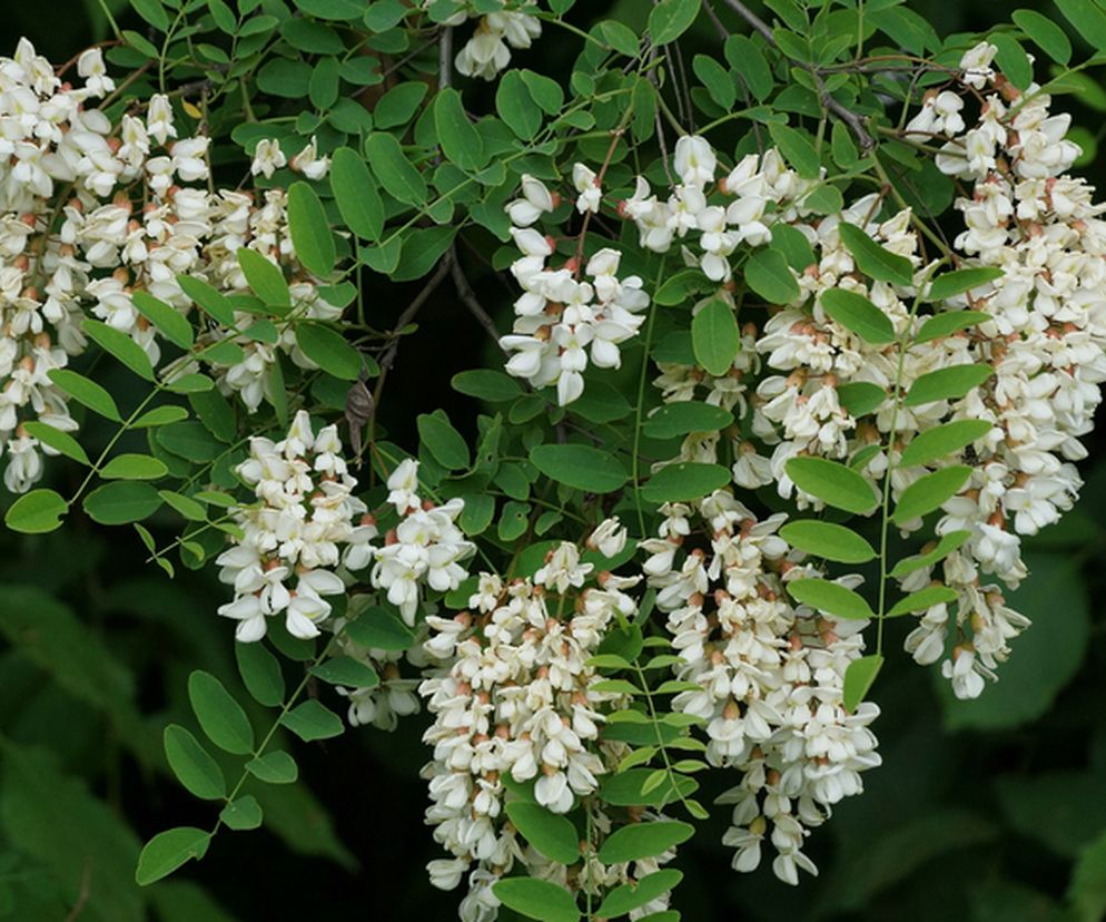 Robinia akacjowa - właściowści i zastosowanie zdrowotne