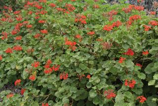 pelargonia