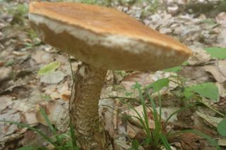 Pierwsze grzyby są już w woj. lubelskim!