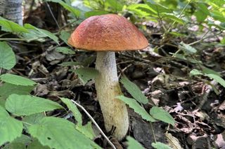 Letni wysyp grzybów na Podkarpaciu