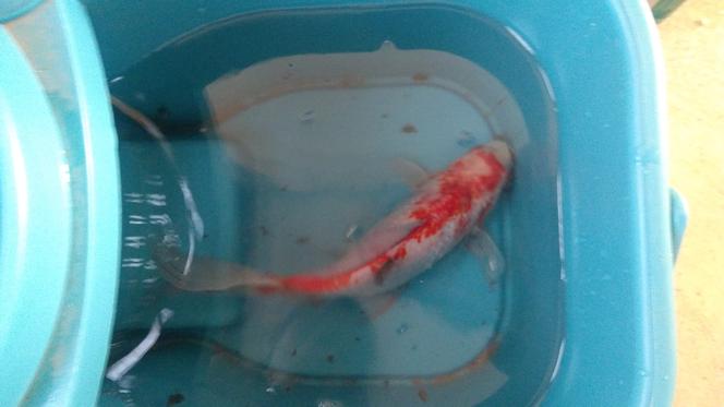 Rybka spadła z nieba