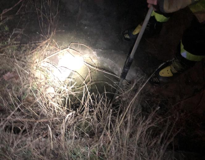 Starachowiccy strażacy uratowali bobra, który wpadł do studzienki