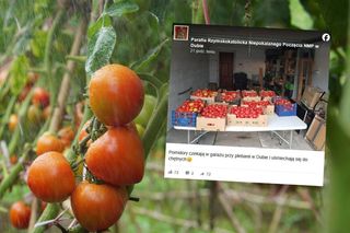 Oddają pomidory za „co łaska”. Datki przeznaczą na remont kościoła