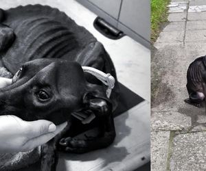 Pies przywiązany do płotu konał przez kilka dni. Została tylko skóra i kości