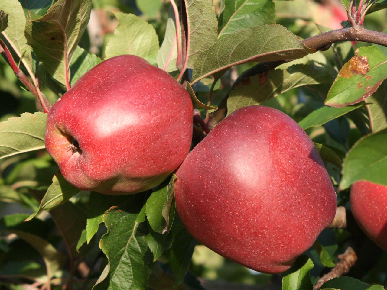 Jabłoń  domowa ‘Gloster’ - Malus domestica 'Gloster'