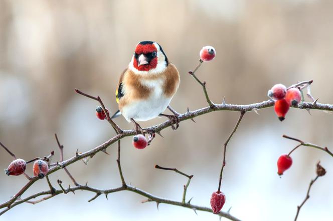 Ptaki w zimowym ogrodzie