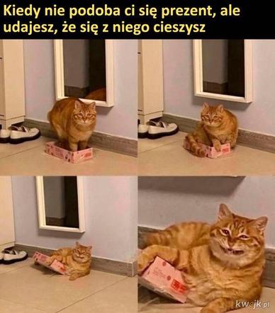 Koty opanowały internet! Memy z mruczkami bawią do łez [TOP 45]