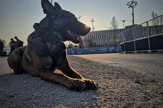 Bydgoski policjant i jego pies wylądowali w Paryżu! Czuwają nad bezpieczeństwem podczas Igrzysk Olimpijskich