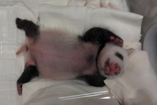 Panda wielka w zoo w Tajpej