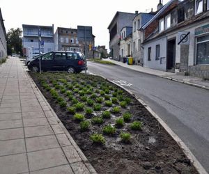 Zielona rewitalizacja Szwederowa. Blask odzyskają też stare kamienice. Bydgoskie osiedle zmienia się na lepsze