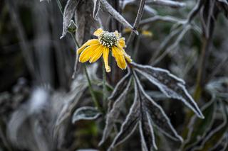 Poranne przymrozki w Przemyślu w obiektywie. Zobaczcie zdjęcia 