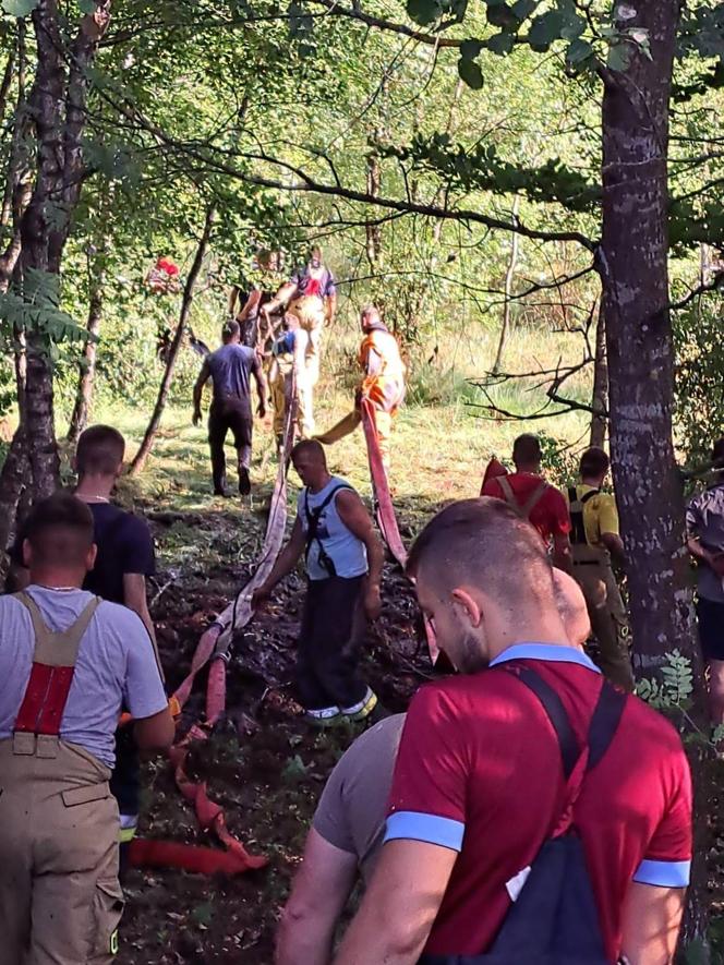 Nietypowa akcja strażaków na Pomorzu. Uratowali konie, które utknęły w bagnie