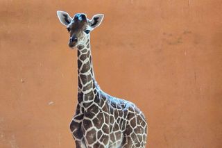 Przełom w hodowli żyraf w Śląskim Zoo. Na świat przyszedł samiec – pierwszy od 2016 roku