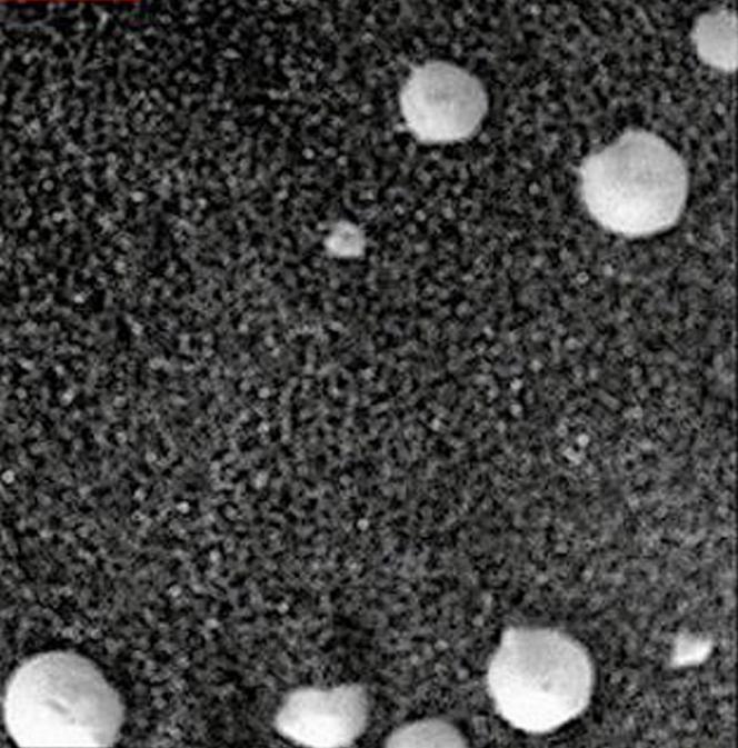 Kosmiczne grzyby na Marsie! Szokujące odkrycie naukowców