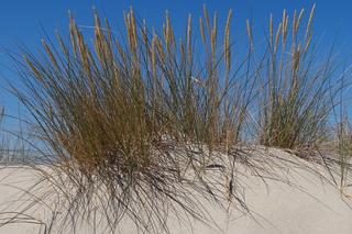 Pustynia Błędowska