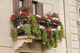 Kwiaty na balkon. Nie tylko lawenda wąskolistna. Oto 10 zachwycających roślin, które obłędnie wyglądają i cudownie pachną