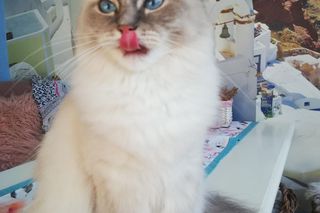 Światowy Dzień Kota. Oto milusińscy naszych Czytelników!