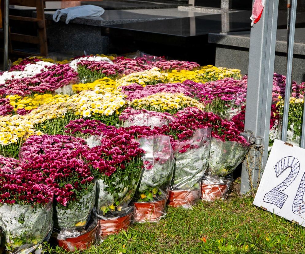 Chryzantemy doniczkowe