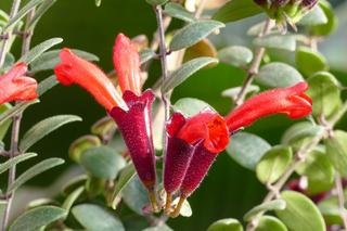 Aeschynanthus 'Mona Lisa' marnieje [Porada eksperta]