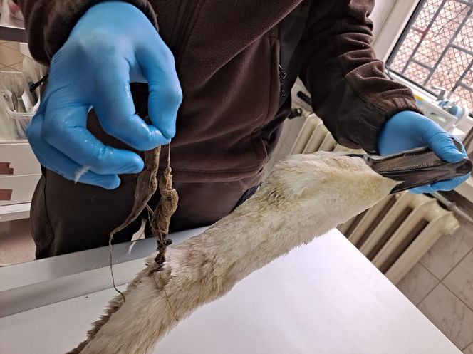 Śmierć w żyłce. Warszawskie ptaki giną przez śmieci wędkarzy.