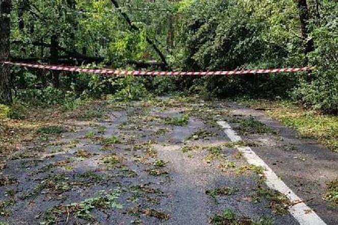 Zakaz wstępu do lasu w Nadleśnictwie Kielce. Ile czasu obowiązuje? Sprawdź