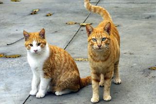 Ocieplane budki dla bezdomnych kotów pojawią się w Gorzowie